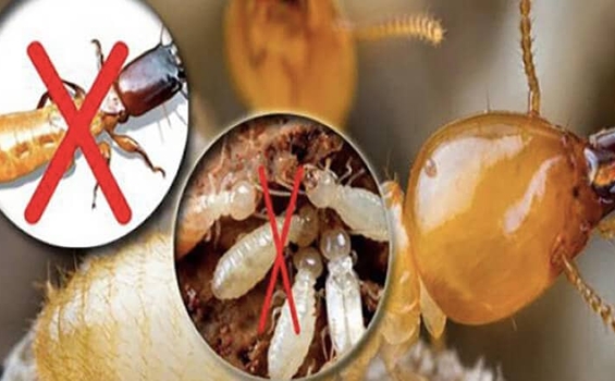 5 loại thuốc diệt mối tận gốc tại nhà hiệu quả