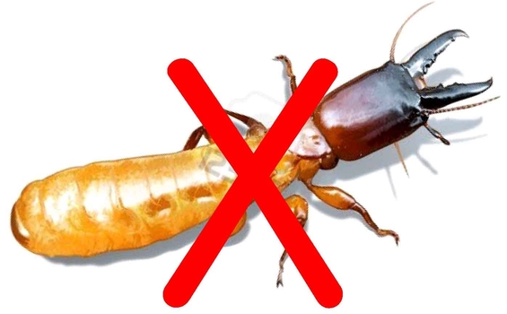 Top 10 cách diệt mối tận gốc tại nhà hiệu quả