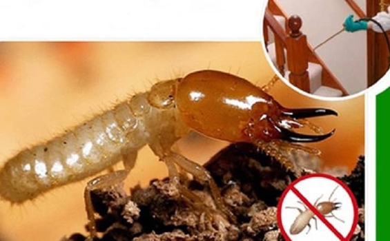 Những sai lầm khi tự diệt mối tại nhà