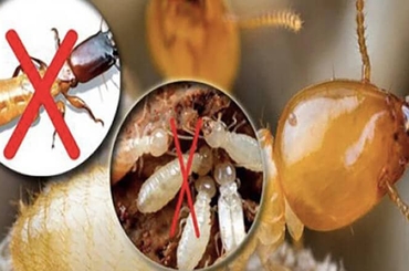 5 loại thuốc diệt mối tận gốc tại nhà hiệu quả