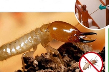 Những sai lầm khi tự diệt mối tại nhà