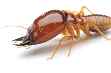 Diệu kế chống mối cho đồ gỗ