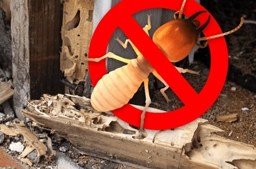 Cách diệt mối hiệu quả bằng bột vôi