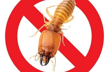Báo giá dịch vụ diệt mối trọn gói uy tín tại Hà Nội