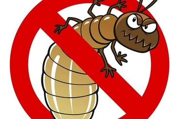 Dịch vụ diệt mối tận gốc uy tín tại Hà Nội