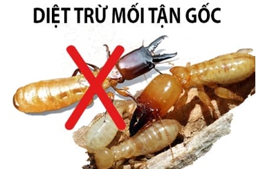 Kinh nghiệm diệt mối tại nhà hiệu quả