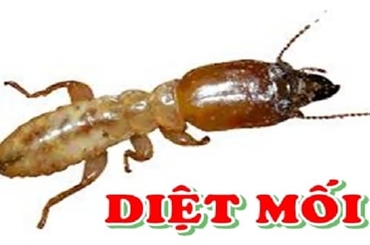 Mối là gì? Cách phòng tránh và diệt mối hiệu quả