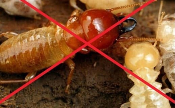 Tác hại của mối, cách phòng tránh và diệt mối hiệu quả tại nhà