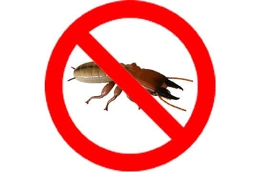 Top 27 cách diệt Mối tận gốc tại nhà cực hiệu quả