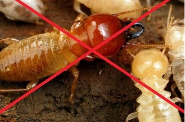 Tác hại của mối, cách phòng tránh và diệt mối hiệu quả tại nhà