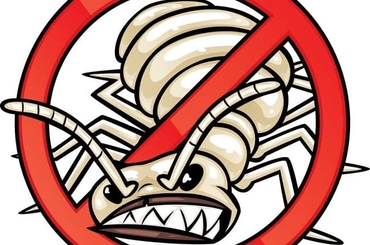 Nhận biết mối và cách diệt mối hiệu quả nhất