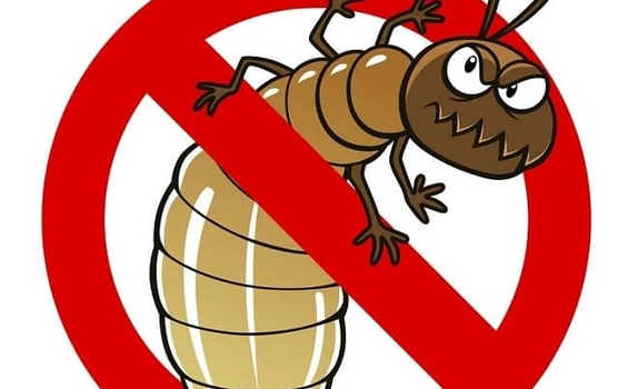 Cách diệt mối bằng hộp nhử đơn giản hiệu quả tại nhà