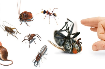 6 loài gây hại trong nhà phổ biến và cách tiêu diệt chúng