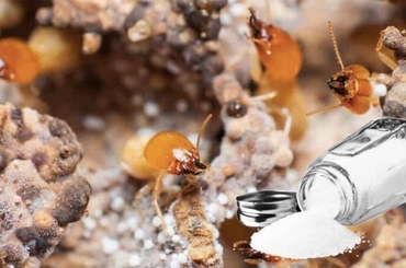 Cách diệt mối bằng muối đơn giản hiệu quả tại nhà