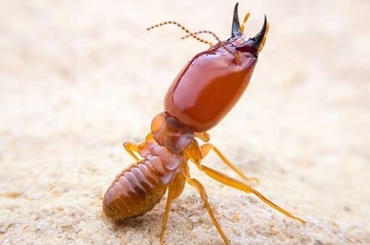 Các loài mối gây hại phổ biến và cách diệt mối hiệu quả