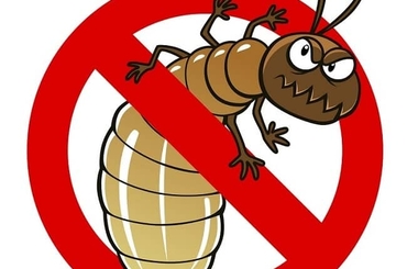 Cách diệt mối bằng hộp nhử đơn giản hiệu quả tại nhà