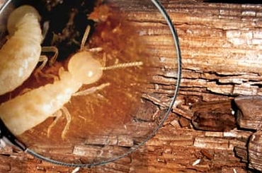 Chia sẻ kinh nghiệm khi thuê dịch vụ diệt mối tận gốc