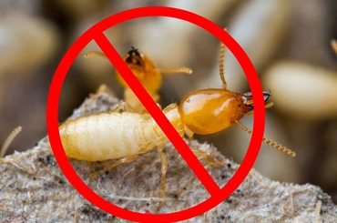 Phạm Gia – Chuyên gia Tư vấn và Cung cấp Dịch vụ diệt mối tận gốc