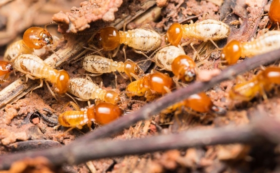 Dịch vụ phòng mối nền móng nhà khu vực Hoàn Kiếm