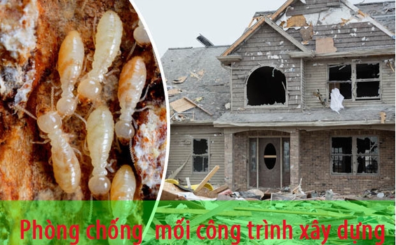 Dịch vụ phòng mối nền móng nhà khu vực Hai Bà Trưng