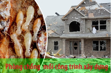 Dịch vụ phòng mối nền móng nhà khu vực Hai Bà Trưng