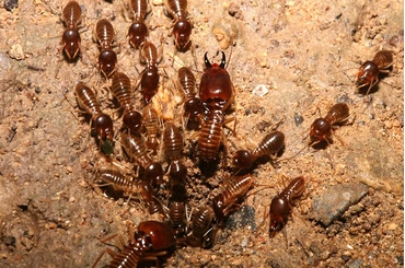 Dịch vụ phòng mối khi làm nhà khu vực Nam Từ Liêm