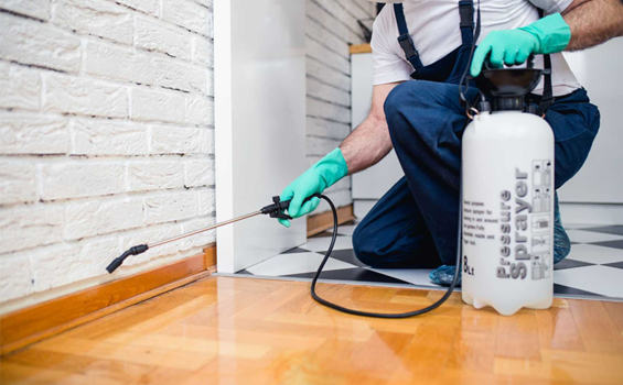 Hãy phòng mối nền móng để bảo vệ ngôi nhà bạn