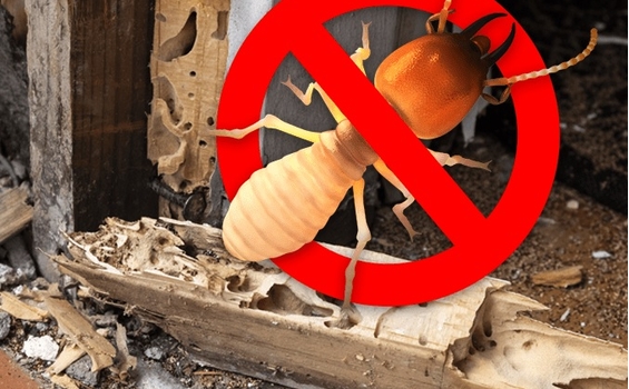 Dịch vụ phòng mối cho văn phòng, nhà hàng, khách sạn tại Hà Nội