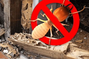 Dịch vụ phòng mối cho văn phòng, nhà hàng, khách sạn tại Hà Nội