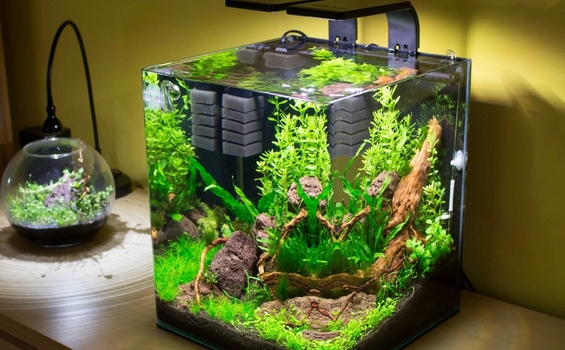 Thú Chơi Bể Thủy Sinh: Khi Đam Mê Biến Thế Giới Nước Thành Trò Chơi