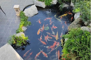 Phong Thủy Hồ Cá: Sự Hài Hòa Năng Lượng Tươi Mới