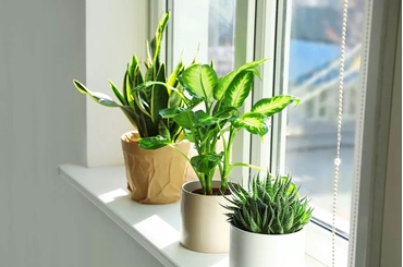 Trồng Cây Trong Nhà: Lợi Ích Bất Ngờ Mà Bạn Chưa Từng Biết