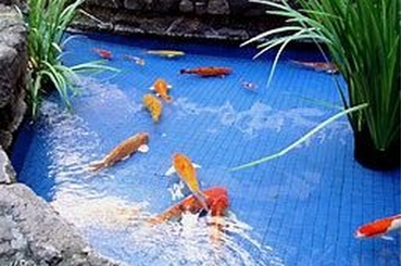Bí Quyết Lựa Chọn Gạch Lát Hồ Cá Koi Phù Hợp với Phong Cách Nhà