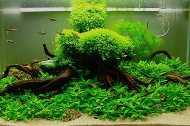 6 Loài Thủy Sinh Phổ Biến và Dễ Chăm Sóc Cho Bể Cá Cảnh của Bạn