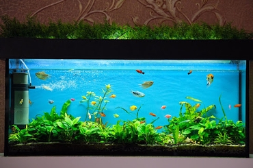 Cách Tạo Ra Một Bể Cá Cảnh Tự Nhiên Và Hấp Dẫn Với Cỏ Thủy Sinh Và Cây Cảnh