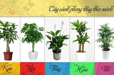 Cây Cảnh Phong Thủy Tạo Lập Sự Cân Bằng và Sức Khỏe
