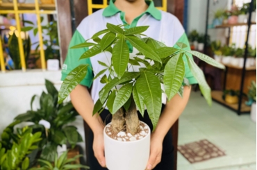 Cách Sử Dụng Cây Cảnh Trong Phong Thủy Để Mang Lại May Mắn Và Thịnh Vượng