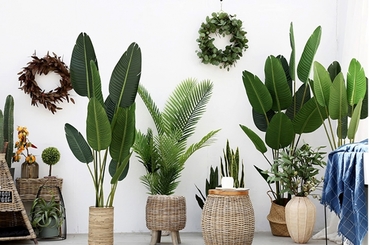 Cây Trang Trí Trong Nhà: Làm Đẹp Không Gian Sống Hiện Đại