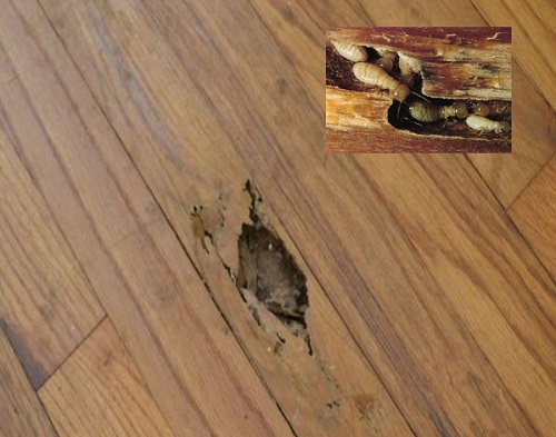 hư hỏng sàn gỗ công nghiệp 2